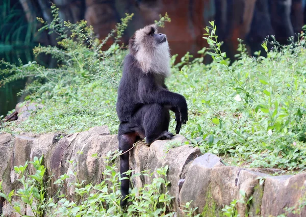 lion tailed macaque black monkey