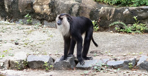 Mono Negro Macaco Cola León —  Fotos de Stock