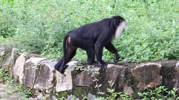 Macacos Cola León Negro Caminando —  Fotos de Stock