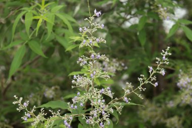 Doğa çiçekleri çiçek açar yeşillik bulanık arkaplan