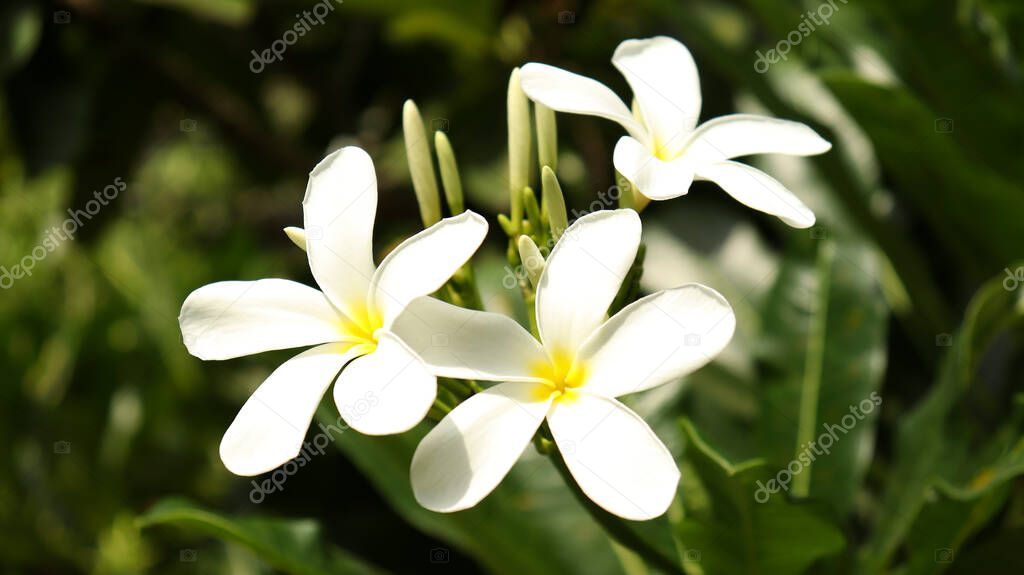 White beautiful flower Aralia White flower blossom nature greenery and blur background