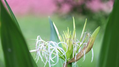 Örümcek zambakları Bilimsel adı: Hymenocallis