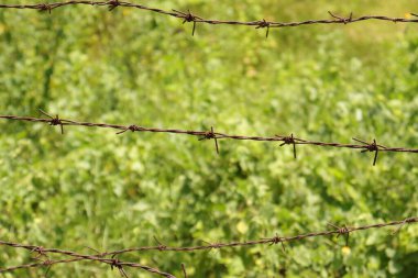 Demir paslı, yeşil arkaplanı olan dikenli tel.