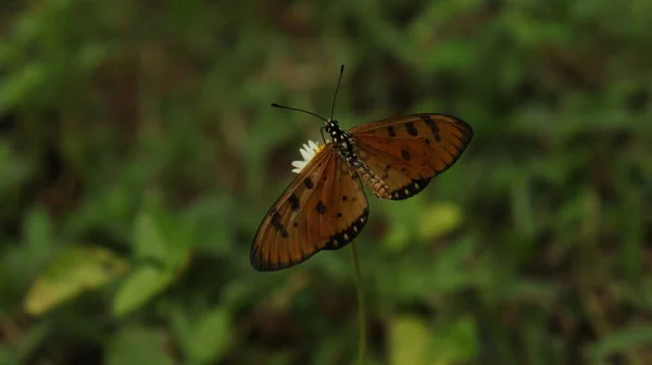 Farfalla Nella Pianta Girasole Bello Naturale — Foto Stock