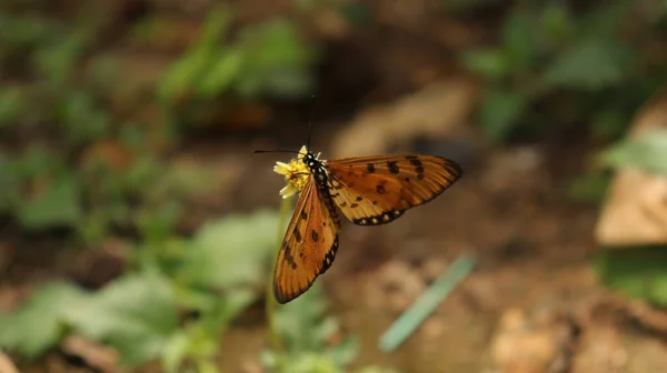 Papillon Dans Plante Tournesol Est Beau Naturel — Photo