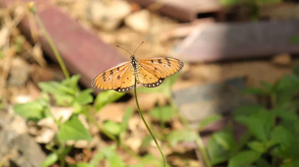 Papillon Dans Plante Tournesol Est Beau Naturel — Photo