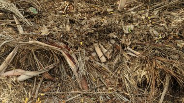 Kuru doğal atık yığını