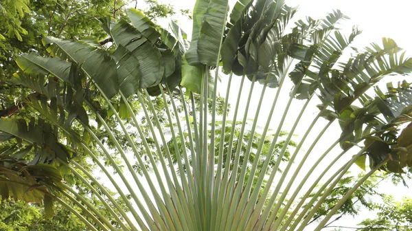 长长的枝条中形成的扇形的棕榈树 — 图库照片