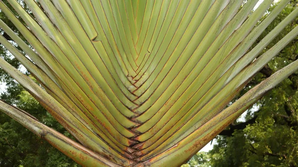 长长的枝条中形成的扇形的棕榈树 — 图库照片