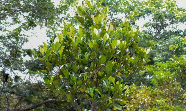 Bitmeyen yeşil ağacın yapraklarının ve ağaçlarının arkasındaki doğal ortam.