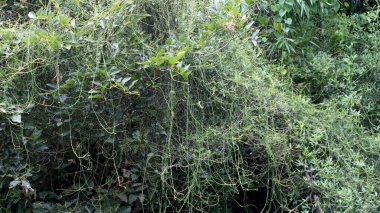 Ağacın yaprakları ve onun ince sarmaşıkları yemyeşil doğal bir çevreye sahiptir.