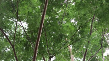 Ağaç ve dallanma kısmı ağaç dalları ve yeşil ağaç yaprağı arka planıdır.