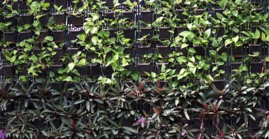 çeşitli yeşil bitkiler ve çiçekler ile dikey tropikal bahçe