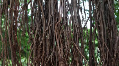 Banyan ağacının yoğun dokunaçları
