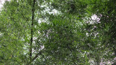 Biraz kuru bambu ağacı ve onun yemyeşil yaprakları