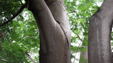 Yeşil ağaç yaprağı arka planına sahip ağaç dalı kırılma bölümü