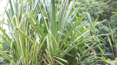 Sedge bitkisi yeşillik güzel doğal bitki