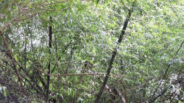 Biraz kuru bambu ağacı ve onun yemyeşil yaprakları