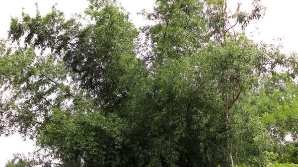 Árbol Bambú Ligeramente Seco Sus Hojas Perennes — Foto de Stock