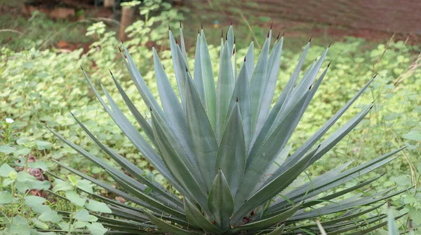 Agave Tequilana Επιστημονική Ονομασία Οικογένεια Asparagaceae Υποοικογένεια Agavoideae — Φωτογραφία Αρχείου