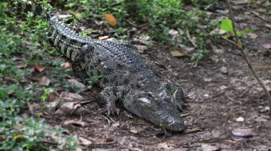 Timsahlardan biri yerde yatıyor.