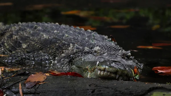 Uno Los Cocodrilos Está Tirado Suelo — Foto de Stock