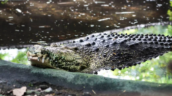 ワニの一つは地面に横たわっています — ストック写真