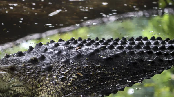 Dos Crocodilos Está Deitado Chão — Fotografia de Stock