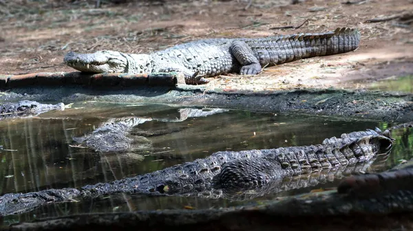 Dos Crocodilos Está Deitado Chão — Fotografia de Stock