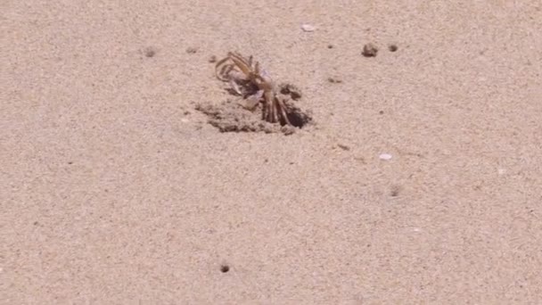 螃蟹跑来跑去寻找洞口 找点乐子 — 图库视频影像
