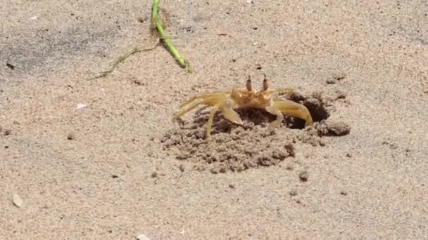 螃蟹跑向洞口 — 图库视频影像