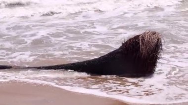 Deniz dalgasına düşen kurumuş ağaçlardan biri dalganın içinde.