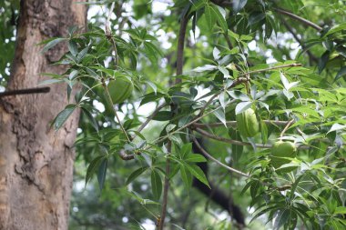 Ağaçtaki bir ağaçtan sarkan kapsüller çok güzel bir manzara.