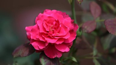 Arkaplanda güzel kırmızı gül yaprakları var.