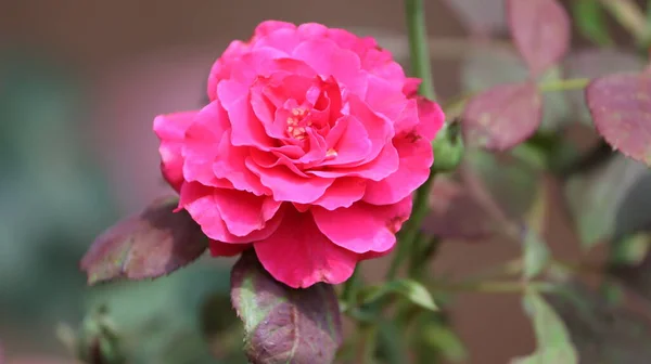 Mot Bakgrund Vackra Unga Röda Ros Blomma Ros Blad Växten — Stockfoto