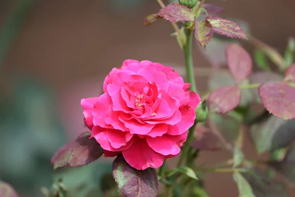 Sobre Fondo Flor Rosa Roja Joven Hermosa Hojas Rosa Planta — Foto de Stock