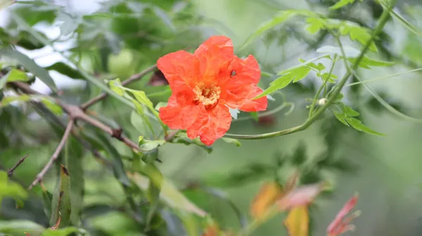 Ρόδι Λουλούδι Ένα Χλωμό Φόντο Από Πράσινα Φύλλα — Φωτογραφία Αρχείου