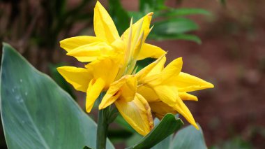 Arka planda yeşil yapraklı güzel sarı zambak.