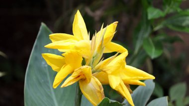 Arka planda yeşil yapraklı güzel sarı zambak.