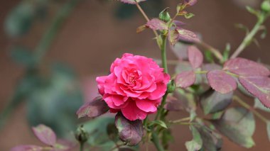 Arkaplanda güzel kırmızı gül yaprakları var.