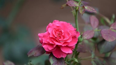 Arkaplanda güzel kırmızı gül yaprakları var.