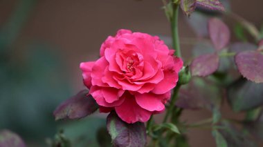 Arkaplanda güzel kırmızı gül yaprakları var.