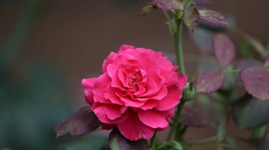 Arkaplanda güzel kırmızı gül yaprakları var.