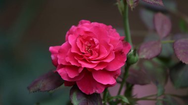 Arkaplanda güzel kırmızı gül yaprakları var.