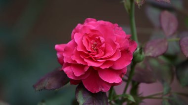 Arkaplanda güzel kırmızı gül yaprakları var.