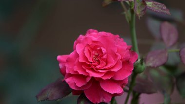 Arkaplanda güzel kırmızı gül yaprakları var.