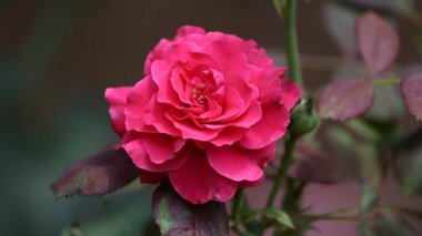 Arkaplanda güzel kırmızı gül yaprakları var.