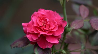 Arkaplanda güzel kırmızı gül yaprakları var.