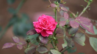 Arkaplanda güzel kırmızı gül yaprakları var.