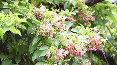 Rangoon yasemin, Rangoon yasemin ağaçlar bükülür, bükülür ve çiçek açar kırmızı, pembe, gül renkleri ve farklı renkler yeşil yaprakların arka planına karşı çok güzel doğal çiçeklerdir.